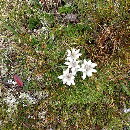 Sonnenchalet Baeckenbauer Санкт-Михель (Лунгау)