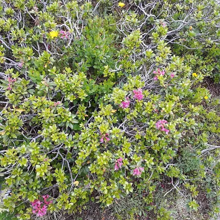 Sonnenchalet Baeckenbauer Апартаменты Санкт-Михель (Лунгау)