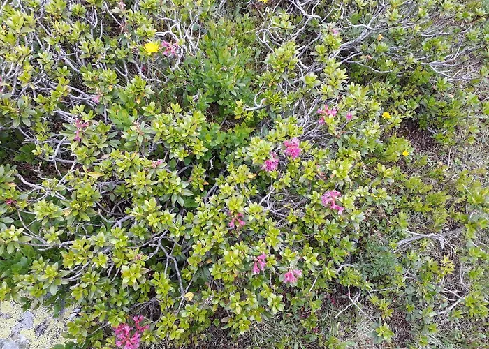 Sonnenchalet Baeckenbauer 아파트 상트미카엘임룽가우